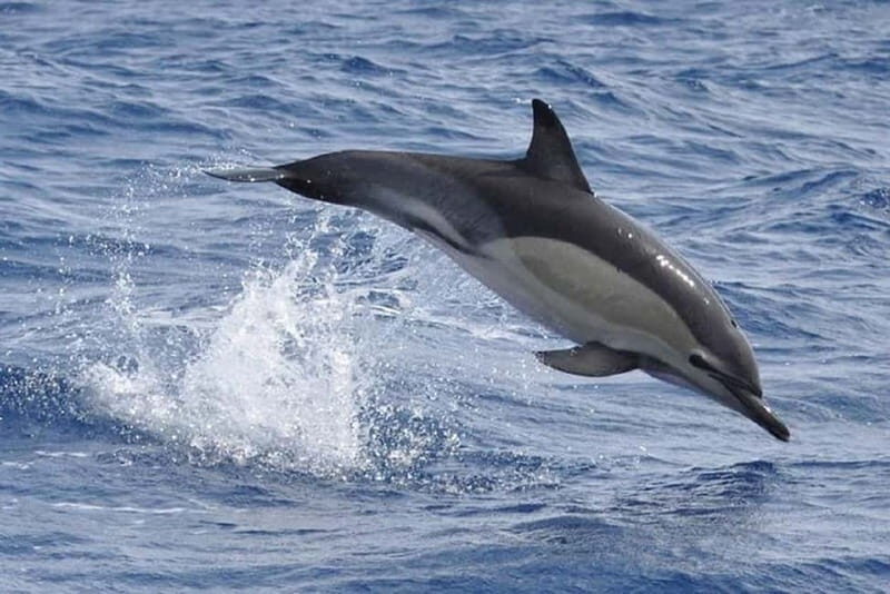Observation of whales and dolphins in island Pico - The Sum Up