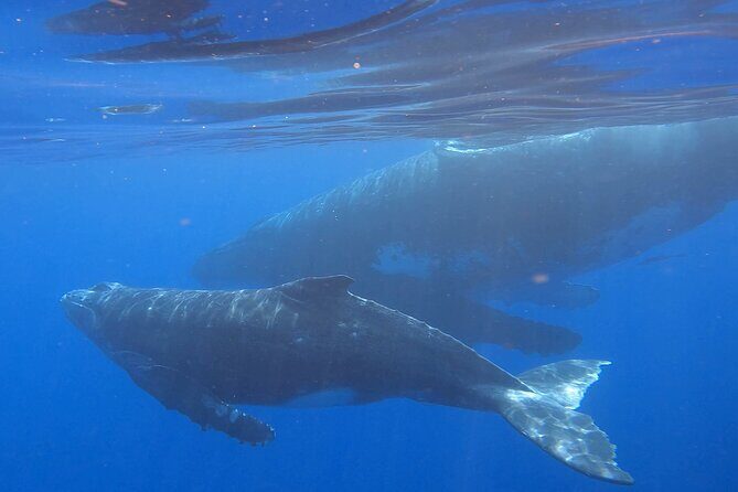Observe and Swim with Whales in Tahiti - Additional Considerations