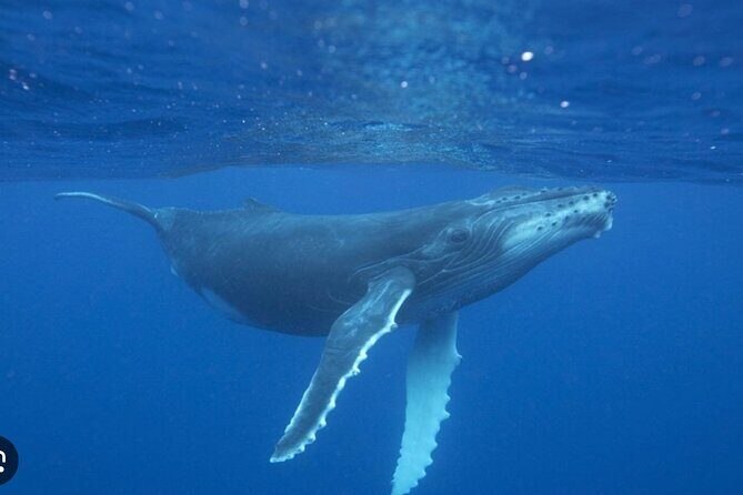 Observe and Swim with Whales in Tahiti - FAQ