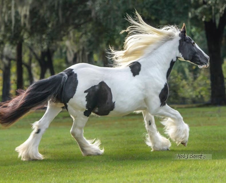 ocala-gypsy-gold-horse-farm-guided-walking-tour