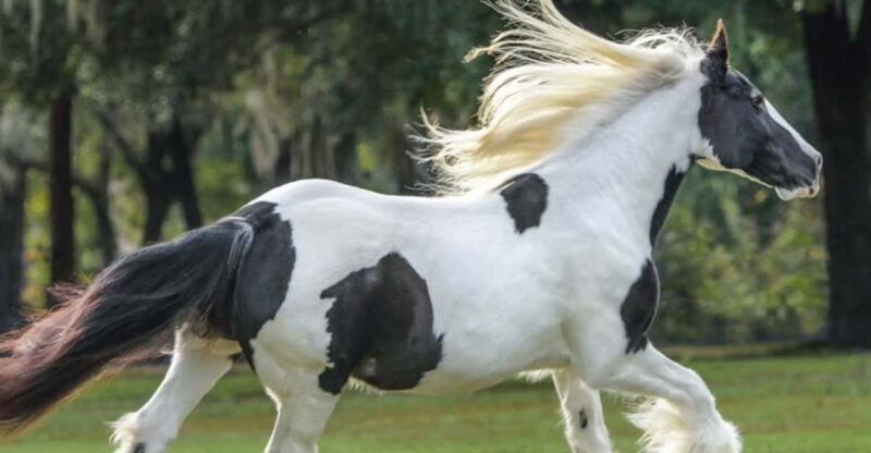 ocala-gypsy-gold-horse-farm-guided-walking-tour