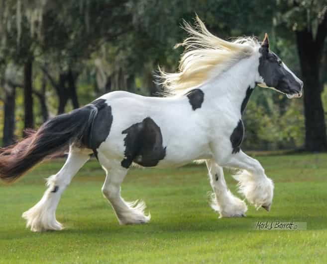 ocala-gypsy-gold-horse-farm-guided-walking-tour