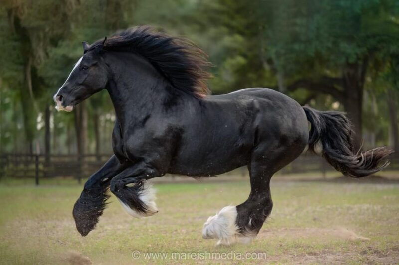 ocala-gypsy-gold-horse-farm-guided-walking-tour