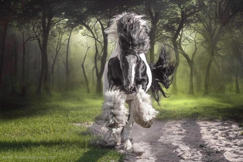 ocala-gypsy-gold-horse-farm-guided-walking-tour