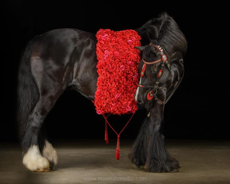 ocala-gypsy-gold-horse-farm-horses-history-tour