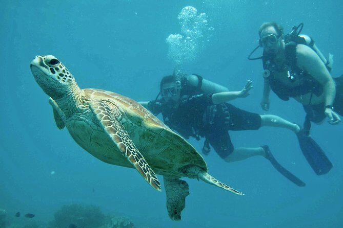Ocean Freedom Great Barrier Reef Luxury Snorkel and Dive Cruise - Considerations for Travelers