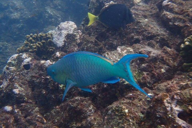ocean-kayak-and-snorkeling
