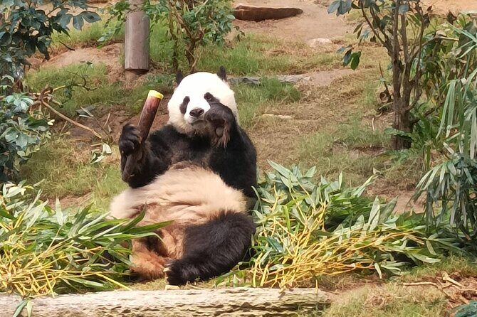 Ocean Park Full-Day Coach Tour with Hotel Pickup in Kowloon Area from Hong Kong - Key Points