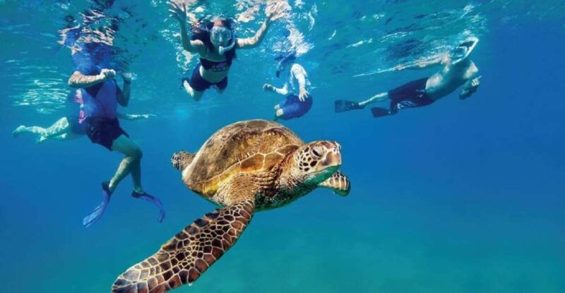 ocean-reef-snorkeling-and-paddleboarding