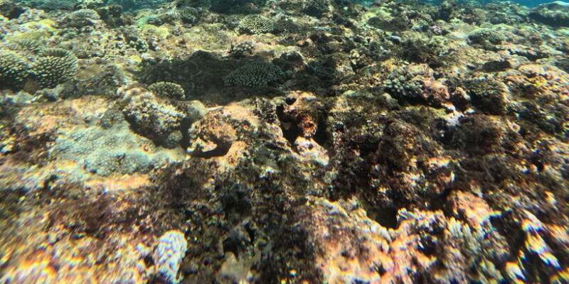 ocean-rider-amazing-snorkeling-package-at-nusa-penida