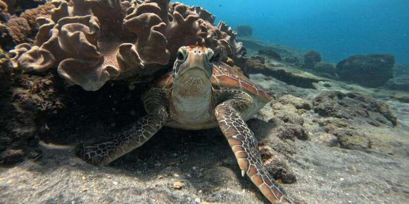 ocean-rider-amazing-snorkeling-package-at-nusa-penida