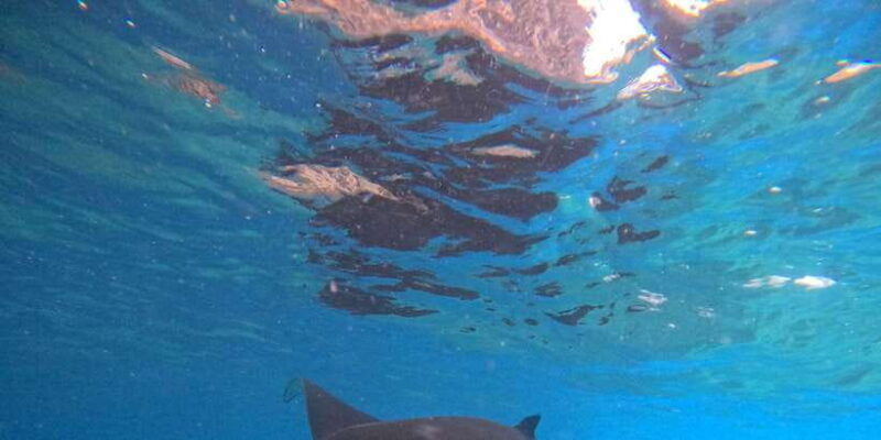 ocean-rider-enjoy-a-fun-experience-with-manta-rays
