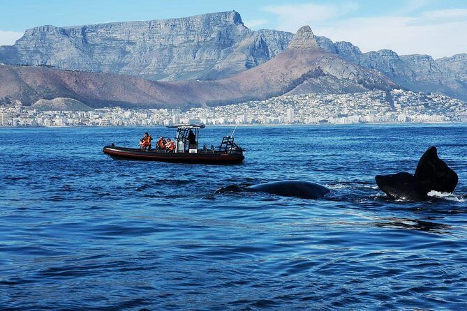 Ocean Safari - The Pros and Cons Based on Real Experiences