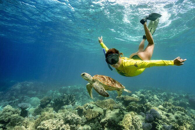 Ocean Safari Great Barrier Reef Experience in Cape Tribulation - Key Points