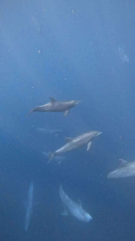 Ocean Safari in Cabo San Lucas. - Key Points