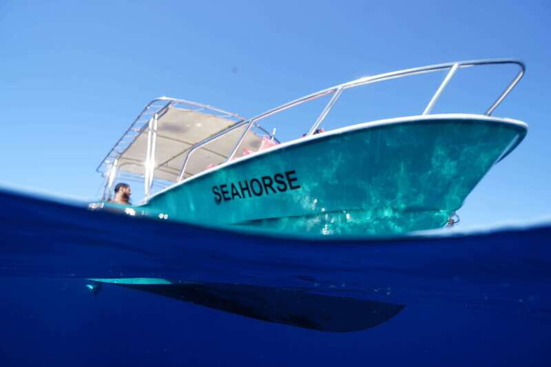 Ocean Safari in Cabo San Lucas. - An In-Depth Look at the Ocean Safari Experience