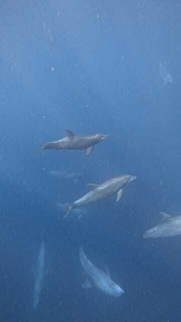 Ocean Safari in Cabo San Lucas. - Final Thoughts