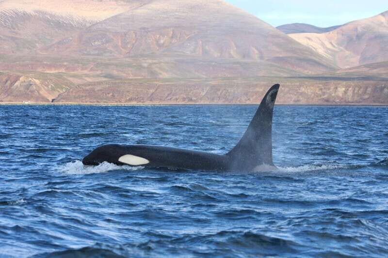 Ocean Safari in La Ventana BCS - Key Points