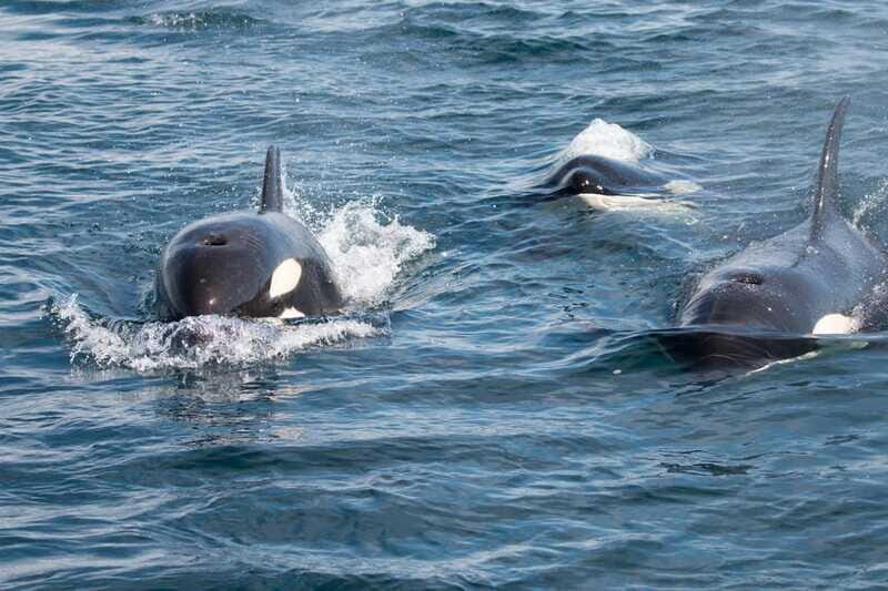 Ocean Safari in La Ventana BCS - Analyzing the value
