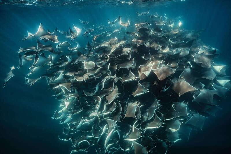 Ocean Safari in La Ventana: Mobula Rays, Dolphins, Orcas... - Key Points