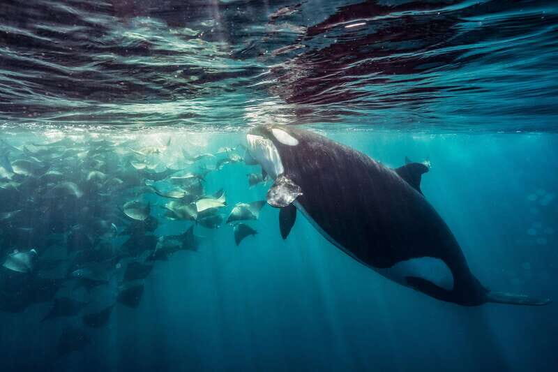 Ocean Safari in La Ventana: Mobula Rays, Dolphins, Orcas... - The Experience: What to Expect from Start to Finish