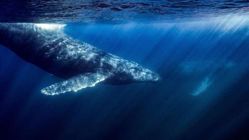Ocean Safari in La Ventana: Mobula Rays, Dolphins, Orcas... - What’s Included and What to Bring