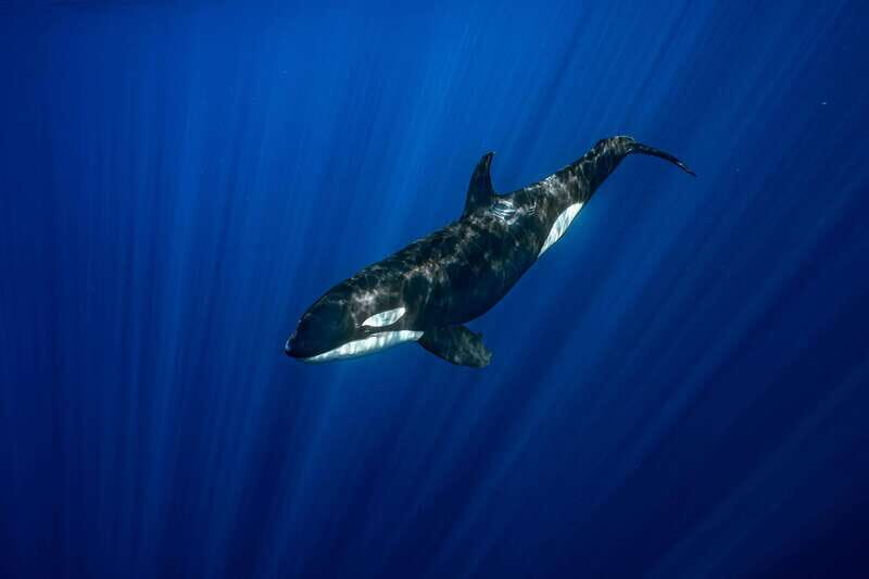 Ocean Safari in La Ventana: Mobula Rays, Dolphins, Orcas... - Who Will Love This Tour?