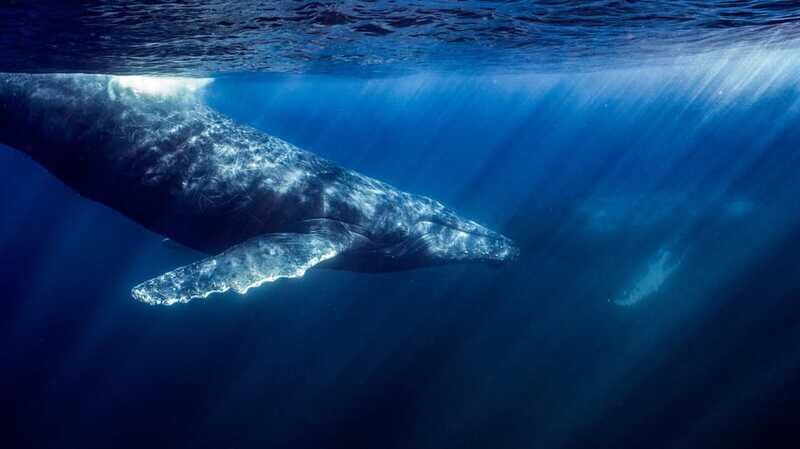 Ocean Safari in La Ventana: Mobula Rays, Dolphins, Orcas... - Final Thoughts