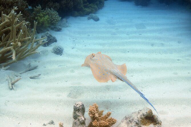 Ocean Spirit Sail to Michaelmas Cay Snorkel or Dive, from Cairns - Who Is This Tour Best For?