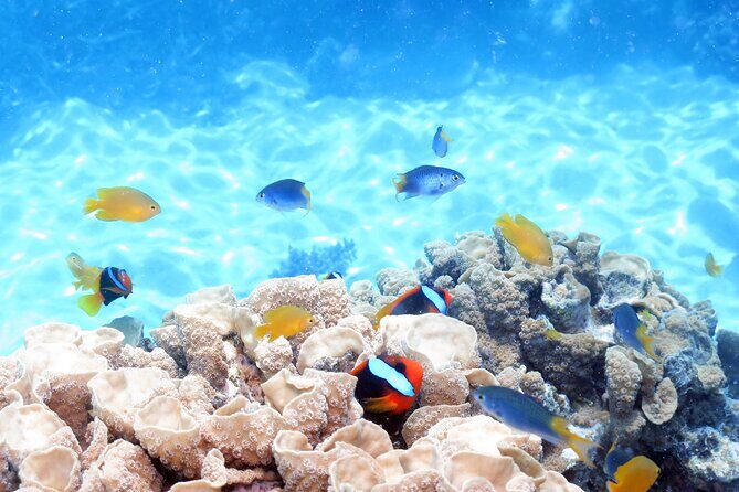 Ocean Spirit Sail to Michaelmas Cay Snorkel or Dive, from Cairns - Final Thoughts