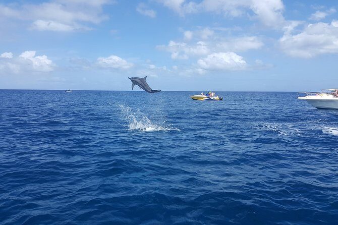 Ocean Swim with Dolphins - Who Will Love This Tour?