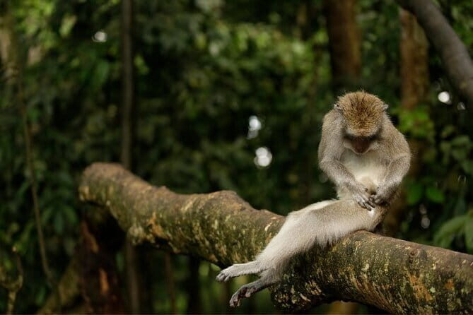 Ocean Walker with Tanah Lot Sea Temple Tour - Exploring Bali’s Marine Wonders: The Ocean Walker