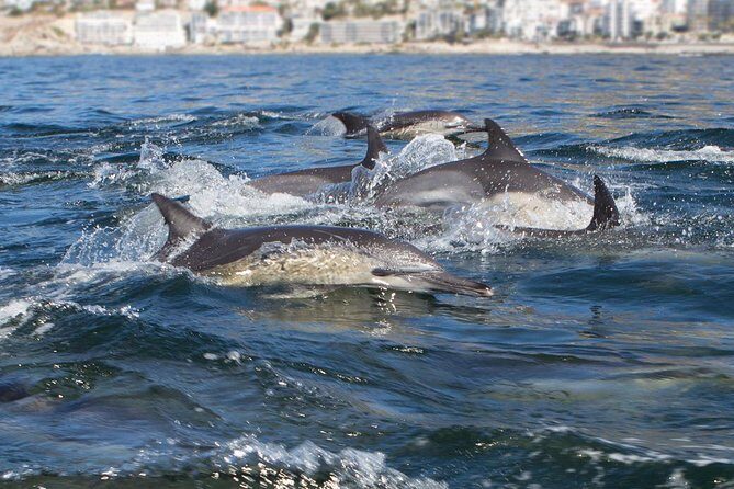 Ocean Wildlife Encounter in Cape Town - Key Points