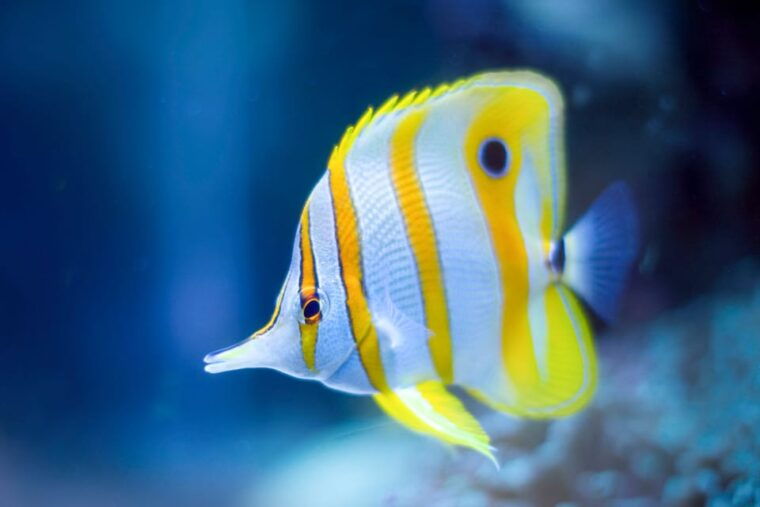 oceanographic-museum-of-monaco-ticket