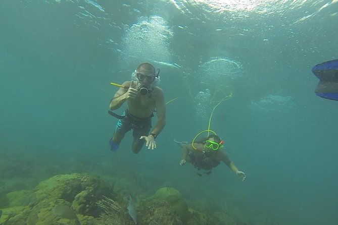 octopus-diving-hookah-diving-no-experience-needed