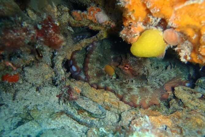 Octopus Rock Exploration - Certified Diver - Authentic Experiences and Reviewer Insights