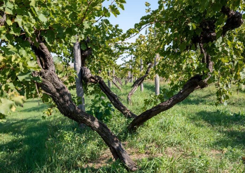 Off-road tour through vineyards and organic wine tasting Villa Bogdano 1880 - Key Points