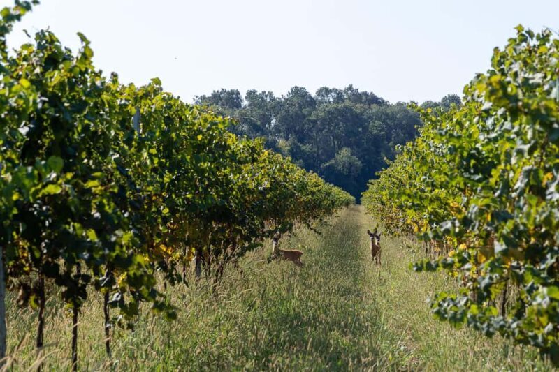 Off-road tour through vineyards and organic wine tasting Villa Bogdano 1880 - Exploring the Experience in Detail