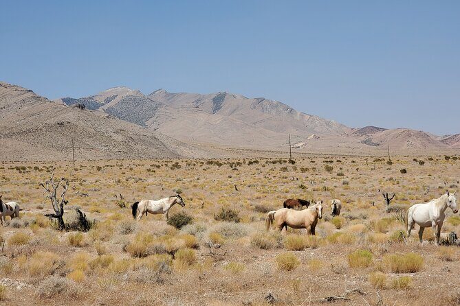Off Road UTV Adrenaline Experience in Las Vegas - The Guides & Reviews