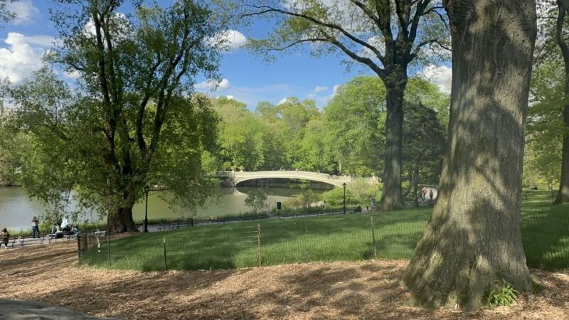 official-exclusive-vip-horse-carriage-ride-in-central-park