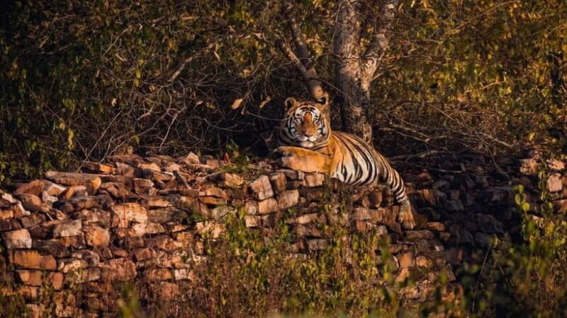 Official Panna National Park Sharing Tiger Safari - An In-Depth Look at the Panna Tiger Safari