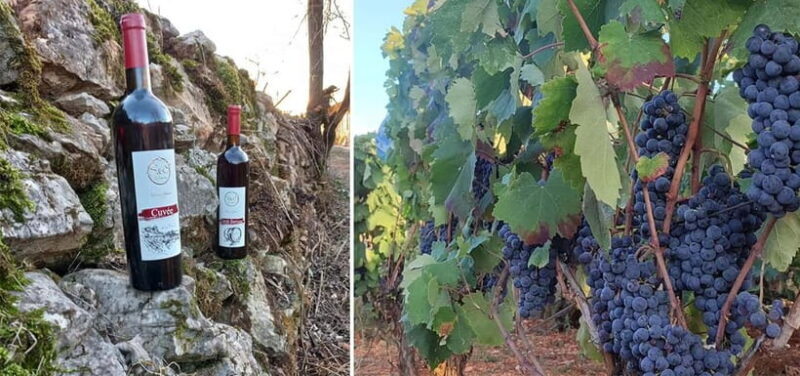 Ohrid: S&S Winery Tour and Wine Tasting Experience - The Food and Drink