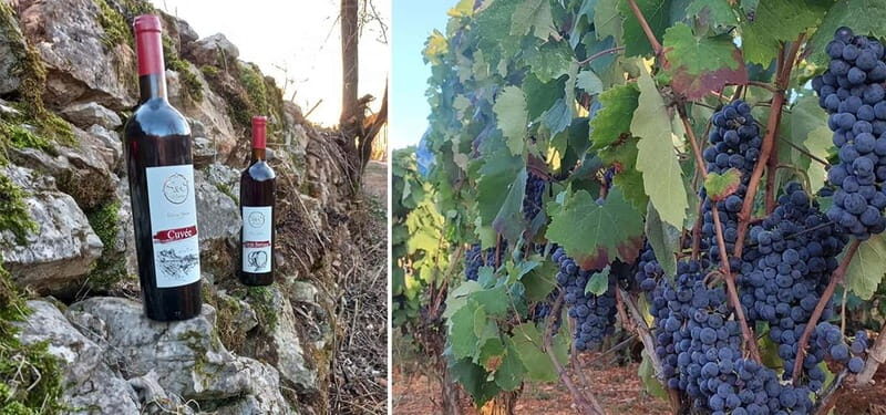 Ohrid - Wine Tasting Experience at S&S Winery - The Value of This Experience
