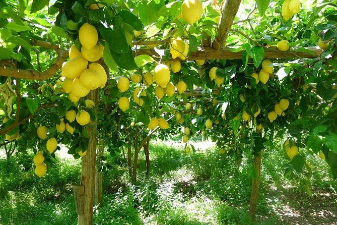 oil-cheese-and-lemon-tour-2