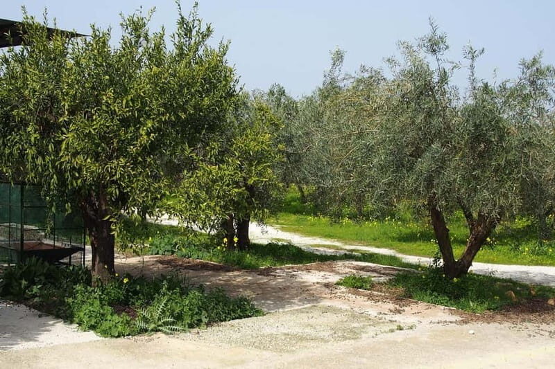 Oil Mill and Agro-Food Market from Costa del Sol - FAQs