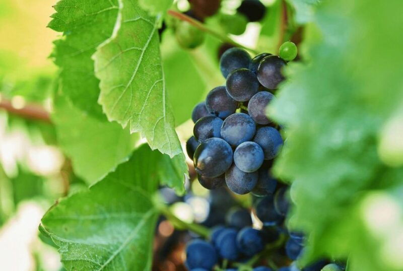 oil-wine-tasting