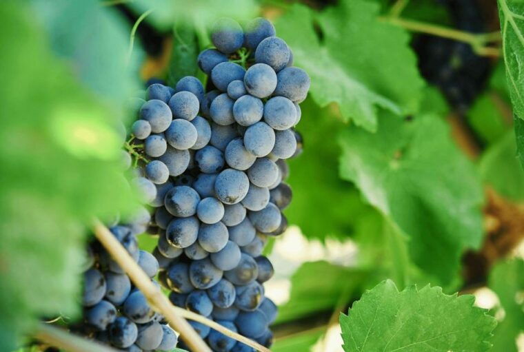 oil-wine-tasting