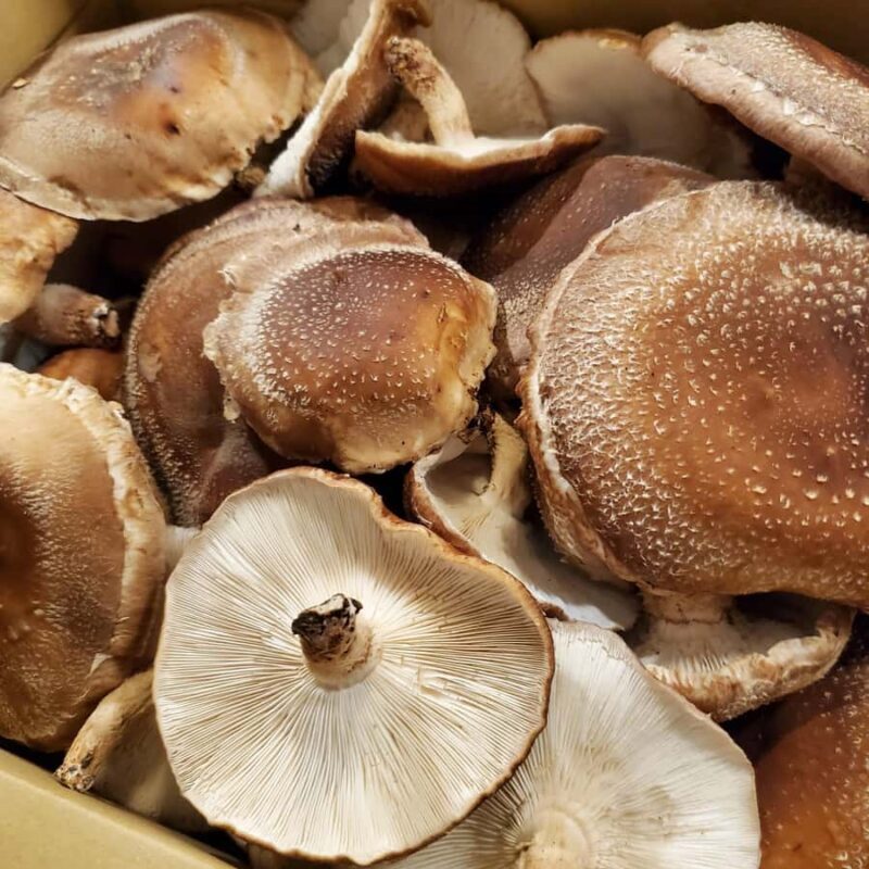 Oita: Shiitake Mushroom Farm Tour & Tasting - Authentic Experiences and Cultural Value
