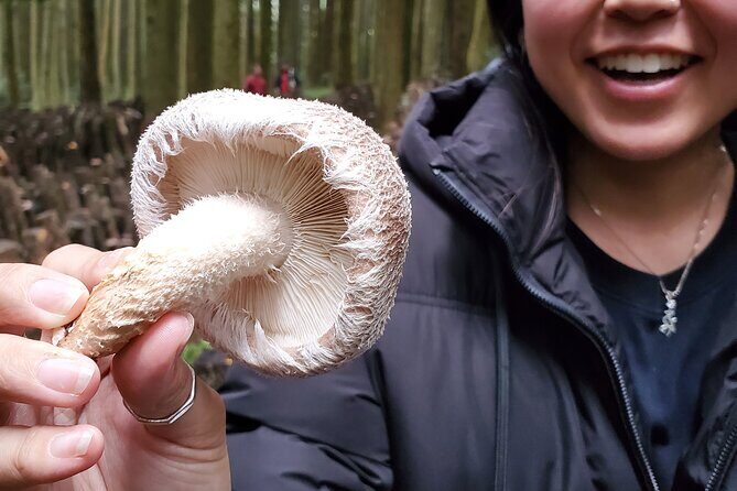 Oita: Shiitake Mushroom Farm Tour & Tasting - The Sum Up