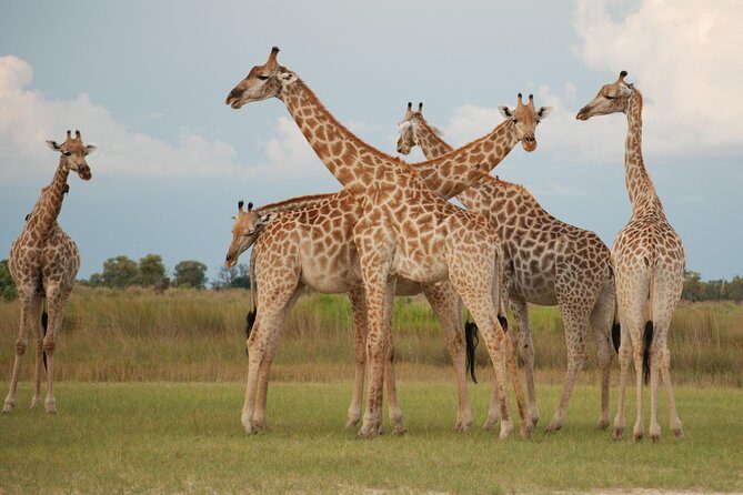 Okavango delta - Chobe Adventure 7 Nights/8 Days - The Itinerary in Detail: What to Expect Each Day